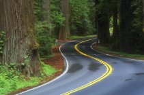 Estrada sinuosa com listra amarela — Fotografia de Stock