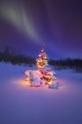 Рождественская ёлка над снегом — стоковое фото