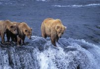 Grizzly Bears On Edge Of Waterfall — Stock Photo