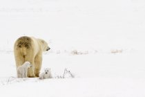 Eisbärensau — Stockfoto