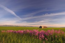 Vista del paesaggio rurale — Foto stock