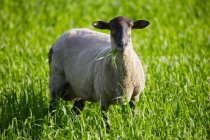 Grazing Sheep no campo — Fotografia de Stock
