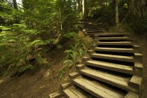 Лестница в дождевом лесу — стоковое фото