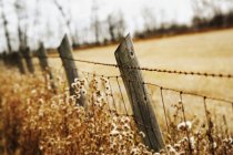 Barbed Wire Fence — Stock Photo