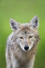 Kojote blickt in Kamera — Stockfoto