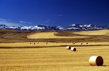 Harvested Wheat Field — Stock Photo