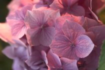 Розовые цветы растут на открытом воздухе — стоковое фото