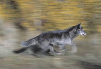 Бегущий черный волк — стоковое фото