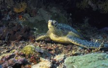 Tartaruga sul pavimento dell'oceano — Foto stock