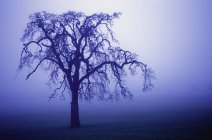 Sílhueta de árvore em nevoeiro — Fotografia de Stock