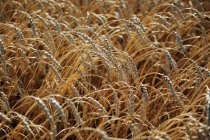 Зерно в полі на відкритому повітрі — стокове фото