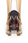 Great Dane And A Dachshund — Stock Photo