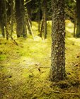 Деревья в лесу с травой — стоковое фото