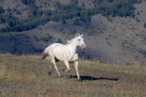 Лошадь скачет по траве — стоковое фото