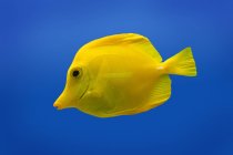 Pez amarillo nadando - foto de stock