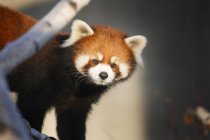 Panda rouge debout près de brindilles — Photo de stock