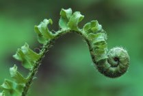 Closeup of fiddle head of christmas fern — Stock Photo