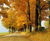 Порожня дорога восени — стокове фото