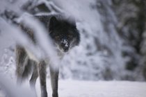 Lobo negro en la nieve mirando a la cámara - foto de stock