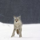 Coyote en fortes chutes de neige — Photo de stock