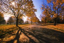 Осенняя асфальтовая дорога — стоковое фото