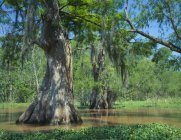 Білоголовий Cypress дерево — стокове фото