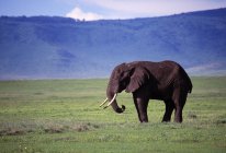 Elefante de pie en el campo - foto de stock