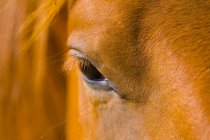 Око коричневого коня — стокове фото