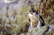Prairie Falcon en la cornisa de roca - foto de stock