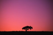 Einsamer Baum im Gegenlicht des Nachleuchtens — Stockfoto