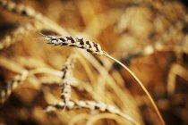Растущие зерновые растения — стоковое фото