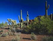 Paisagem do deserto com plantas — Fotografia de Stock