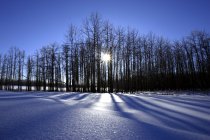 Scena invernale con neve — Foto stock