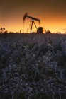 Pumpjack im Feld bei Sonnenuntergang — Stockfoto