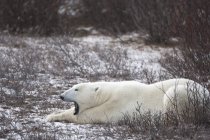 Белый медведь на ледяной земле — стоковое фото