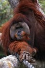 Orangutan all'aperto durante il giorno — Foto stock