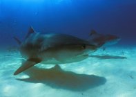 Плавание тигровых акул — стоковое фото