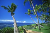 Трав'янистий пляж з пальмами — стокове фото