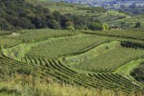 Ряды виноградных лоз — стоковое фото