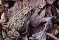 Woodhouse Toad sitting on leaf — Stock Photo