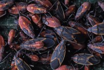 Cluster de insetos Boxelder Oriental vermelho e preto — Fotografia de Stock