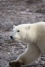 Oso polar caminando - foto de stock