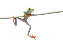 Frog Hanging On twig — Stock Photo