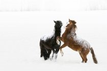 Cavalos Prancing na neve — Fotografia de Stock