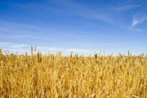 Campo di grano contro il cielo — Foto stock