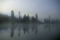 Ранковий туман над річкою — стокове фото