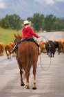 Giovane cowboy su bestiame drive — Foto stock