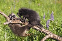 Baby Raccoon And Porcupine On Branch — Stock Photo