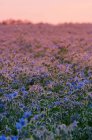 Flax Field outdoors — Stock Photo