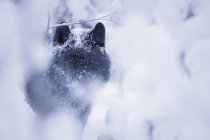 Loup solitaire regardant la caméra — Photo de stock